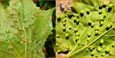 Phylloxera este un dăunător foarte periculos de struguri