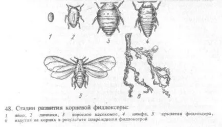 Филоксерата лозата заболяване от вероятно да бъдат изложени, как да разпознават