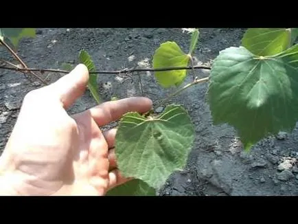 Phylloxera de struguri măsuri de control, cauze si tratament