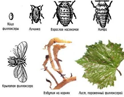 Phylloxera de struguri măsuri de control, cauze si tratament