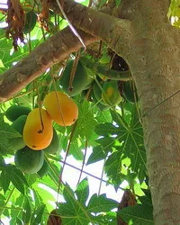 Fruit hegy papaya fotó, hasznos tulajdonságok, termesztés