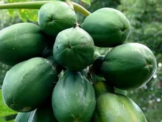 Fruit hegy papaya fotó, hasznos tulajdonságok, termesztés