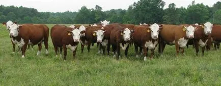 vaci Hereford de reproducție caracteristici, conținut, prețurile pentru animalele tinere și de reproducție