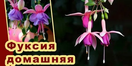 Fuchsia - отглеждане и грижа в дома, както и описанието на сортовете растения със снимки