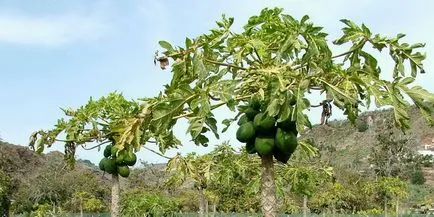 Fruit hegy papaya fotó, hasznos tulajdonságok, termesztés