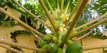 Fruit hegy papaya fotó, hasznos tulajdonságok, termesztés