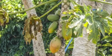 Fruit hegy papaya fotó, hasznos tulajdonságok, termesztés