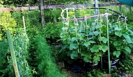 Kertészkedés, korai zöldségek nőnek uborkát csomag burgonyát egy vödör