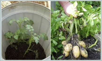 Kertészkedés, korai zöldségek nőnek uborkát csomag burgonyát egy vödör