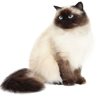 Хималайски котки - котка описание порода, снимки, грижи котка, котенца и детски ясли