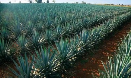 Goluboya agave (Tequila) - bea tequila din agaves sau