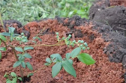 Afine blyukrop de plantare și îngrijire sfaturi cu privire la creștere