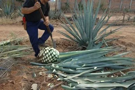 Goluboya agave (Tequila) - bea tequila din agaves sau