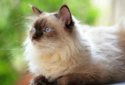 Himalaya pisica - Descriere rasa pisica, fotografii, îngrijire pisică, pisoi și pepiniere