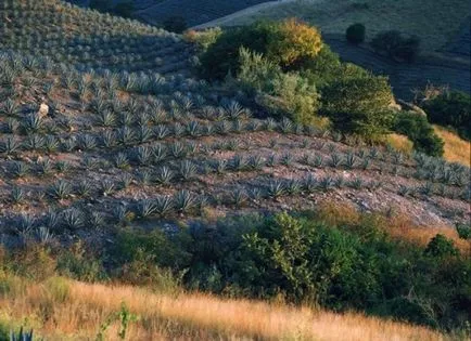 Goluboya agave (Tequila) - bea tequila din agaves sau