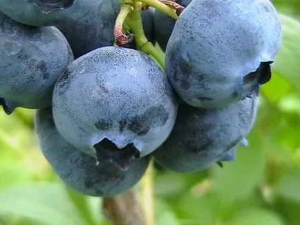 Áfonya blyukrop a fajta leírását, vélemények kertészek, fotó - eteplitsa