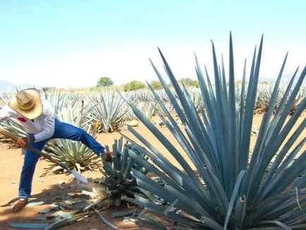 Goluboya agave (Tequila) - bea tequila din agaves sau