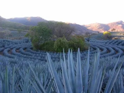 Goluboya agave (Tequila) - bea tequila din agaves sau