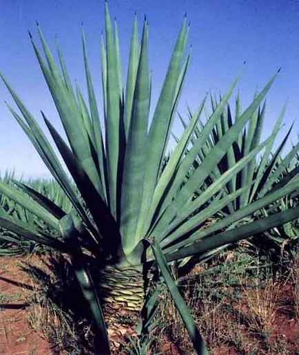 Goluboya agave (Tequila) - bea tequila din agaves sau