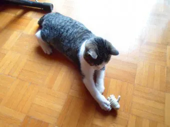 Играчки за котки със собствените си ръце, POM помераните-хартиени