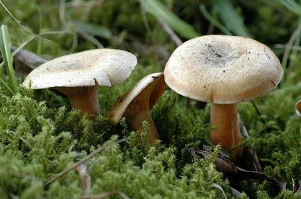Mushroom шафран изглежда, където расте, описанието като сол и се готви с червени шапки, снимка,