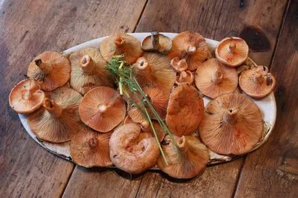 Mushroom шафран изглежда, където расте, описанието като сол и се готви с червени шапки, снимка,