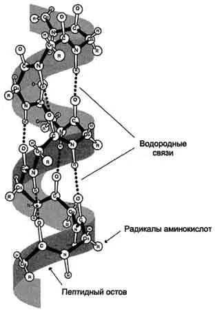 Investigarea denaturarea proteinei sub efectul detergenților neionici - abstract, pagina 1