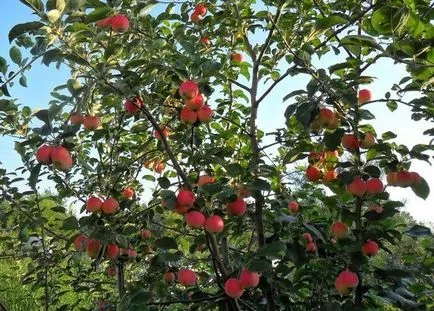 A - wildings - nőhet nagyobb gyümölcs nélkül beoltás
