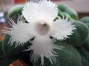 Flower Episcia - de îngrijire la domiciliu, și fotografie Episcia specii camera de flori Episcia -