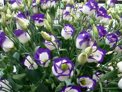 Perene descriere floare Eustoma de creștere de la normele de semințe și de îngrijire grădină Eustoma