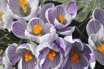 flori Crocus - plantarea și îngrijirea grădinii, soiuri si plantare