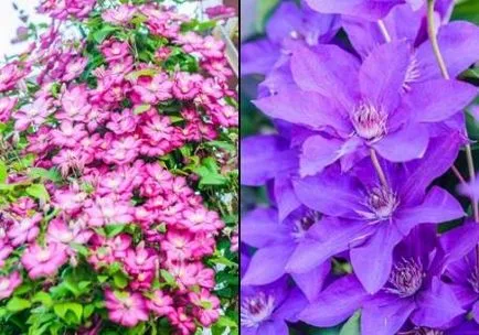 flori Clematis plantare și îngrijire de Clematis în țară, fotografii