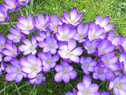 Crocus цвете - засаждане и грижи за градината, сортове и засаждане