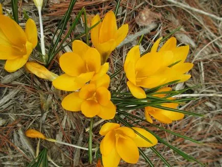 Crocus цвете - засаждане и грижи за градината, сортове и засаждане