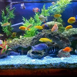 Как да се почисти аквариум у дома