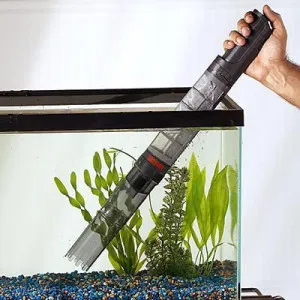 Hogyan tisztítható egy akvárium otthon