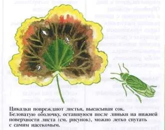 Как да се бори по листата