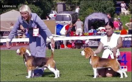 Ce calități Hound