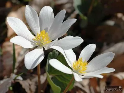 Ce fel de flori sunt plantate în toamna să înflorească în primăvara și vara