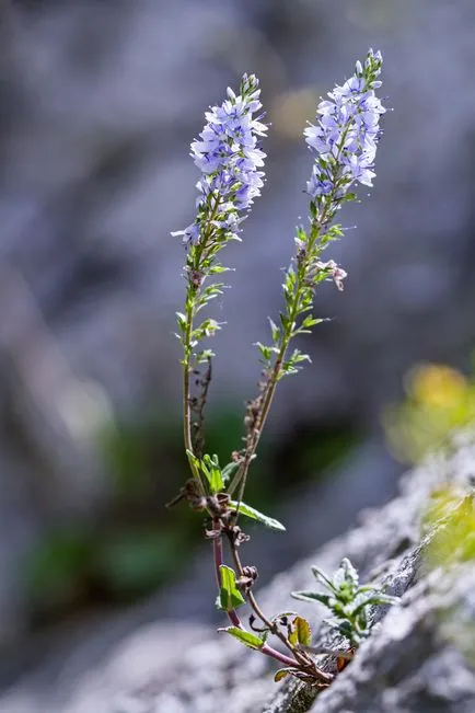 Ce plante pot fi folosite împotriva alergiilor