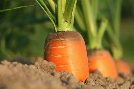 Cum să taie vârfurile de morcovi în depozitare - cum să taie morcovi pentru depozitare - fructe si gradina de legume