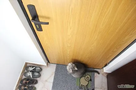 Cum să nu lase pisicile în camera