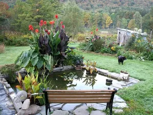Как засаждането и отглеждането на Кан в градината и у дома (снимка на цвете)