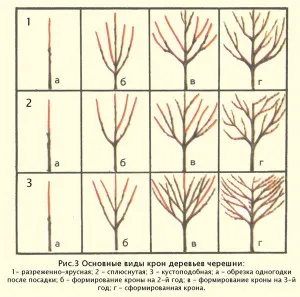 Cum recolta de cireșe (schema)