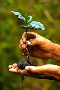 Cum să planteze și să se propage copac de cafea la domiciliu