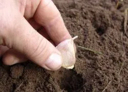 Cum de a planta usturoi în timpul iernii toamna