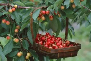 Hogyan növény cseresznye gödrök ajánlásával szakértők