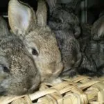 Cum de a rasa iepuri rasa Flandra belgiană în special iepuri, conținut și