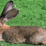 Cum de a rasa iepuri rasa Flandra belgiană în special iepuri, conținut și