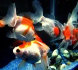 Cum de a rasa de pește în acvariu - plat ca habitat
